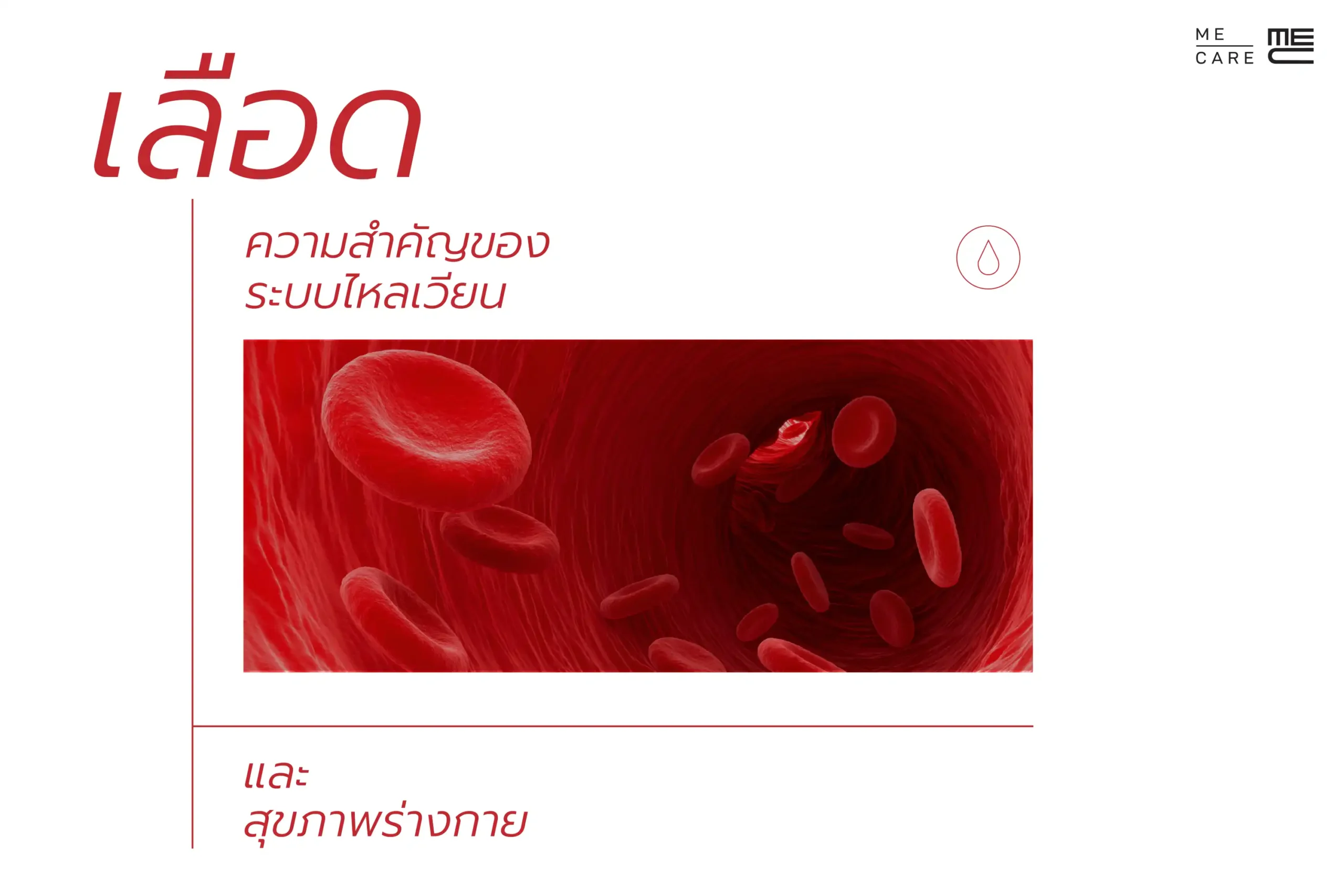 ความสำคัญของระบบไหลเวียนและสุขภาพร่างกาย Web H scaled